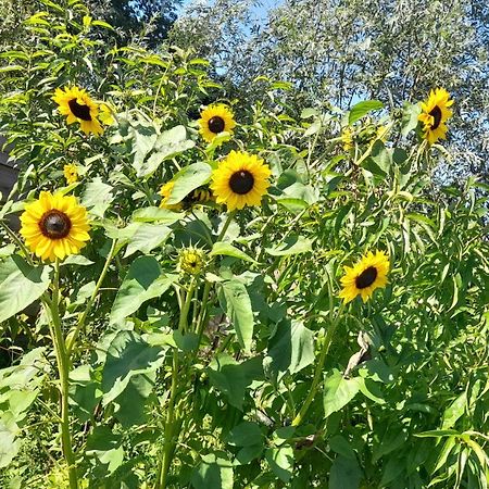 فندق De Huifkar, Trekkershut Bij Sneek Hommerts المظهر الخارجي الصورة